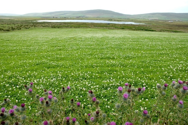 Loch of Brockan, Rendall Viewed from the Hackland road. Thistles and white clover in foreground.