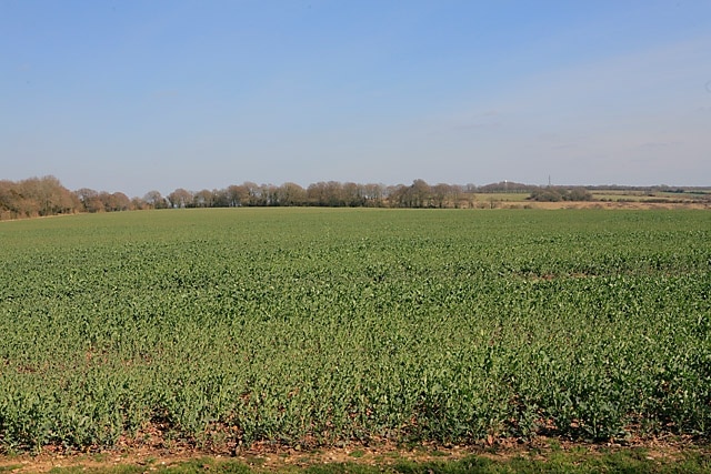 Farmland east of footpath from Pepperbox Hill to Whiteparish