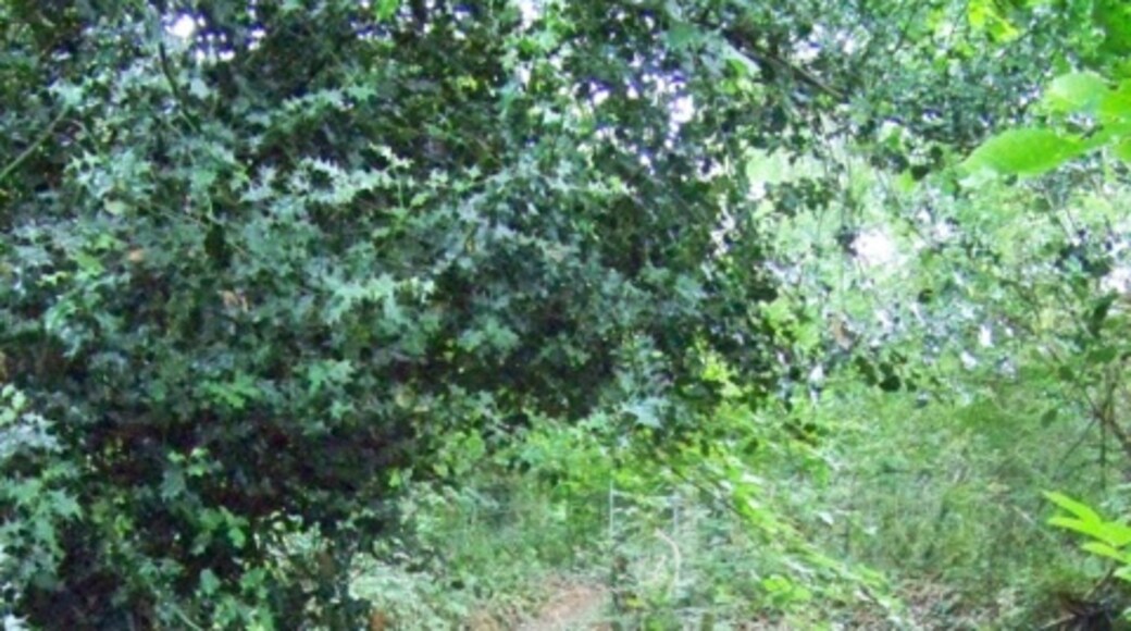 Ảnh "Awbridge" của Trish Steel (CC BY-SA) / Cắt từ ảnh gốc