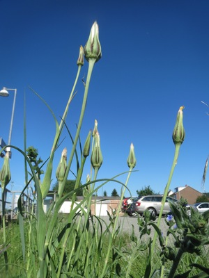 Großer Bocksbart (Tragopogon dubius) in Bruchmühlbach-Miesau