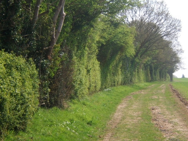 Track by hedge Heading towards Shelley from Stoke Road and Lower Layham.