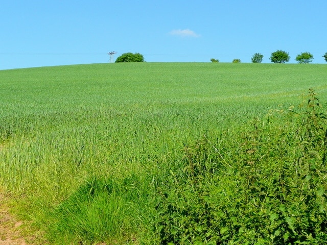 Wheatfield above the Otter In early June the crop is approaching its 'blue' phase. Looking north-east from the byway at Northmostown.