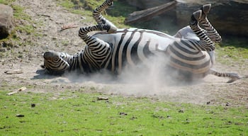 A Plains Zebra in the Allwetterzoo Münster, Germany.