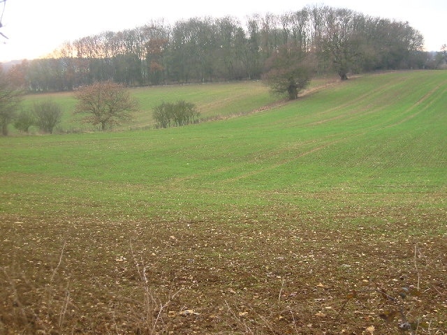 Barnacks Hill Wood. Taken looking west from the bridleway