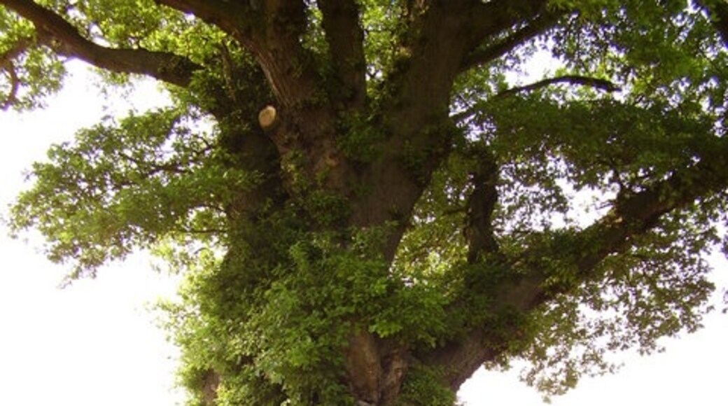 Kuva ”Dinmore” käyttäjältä paul wood (CC BY-SA) / rajattu alkuperäisestä kuvasta