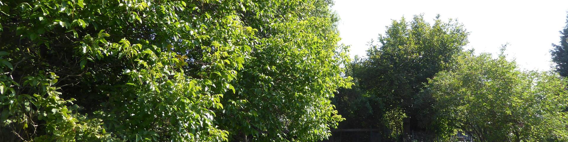 Gelände der ehemaligen Wasserburg Gladebeck mit erhaltenem leichtem Wallrest im sonst flachen Gelände. Gladebeck, Stadt Hardegsen, Südniedersachsen