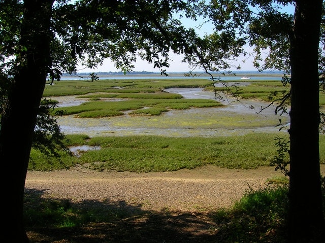 Saltmarsh from Birch Copse This gives a good idea of how close the wood is to the saltmarsh and thus the waterways of Chichester Harbour. The wooded area beyond the channel belongs to Thorney Island.