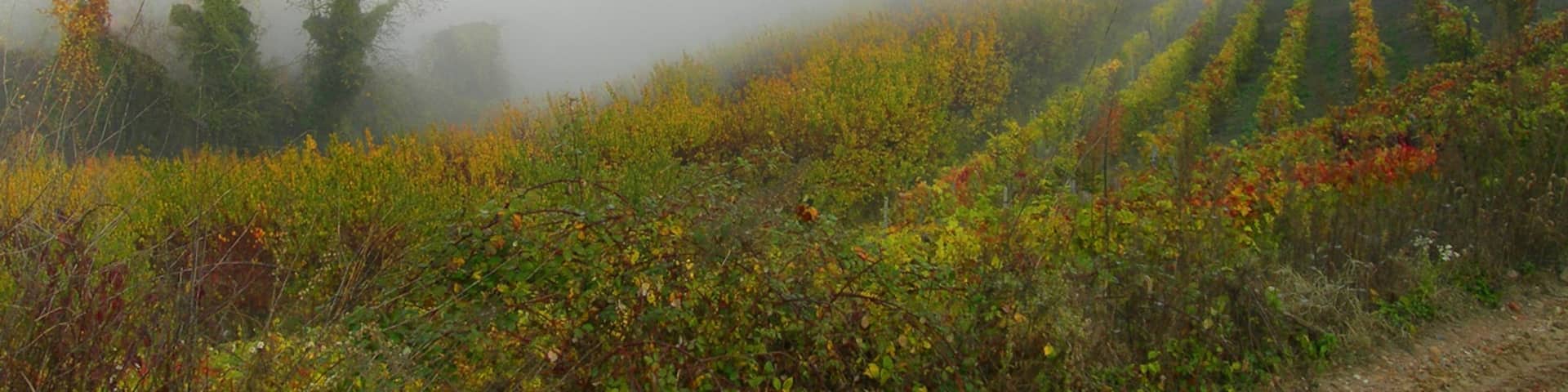 Vigne in autunno (vineyards in Autumn)