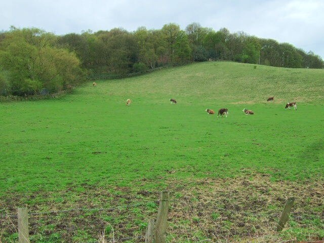 Thackers Wood Hillside Cattle grazing on the hillside adjacent to Thackers Wood.