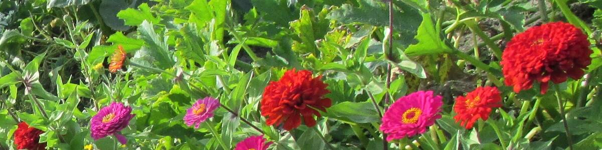 Photo "Blumenbeet" by Baden de (Creative Commons Attribution 3.0) / Cropped from original