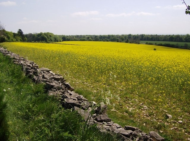 Rape above the tunnel Fields of rape between the minor road from Sapperton and the A419. The line of the Thames and Severn canal tunnel runs underneath this field. Hailey Wood in the distance.