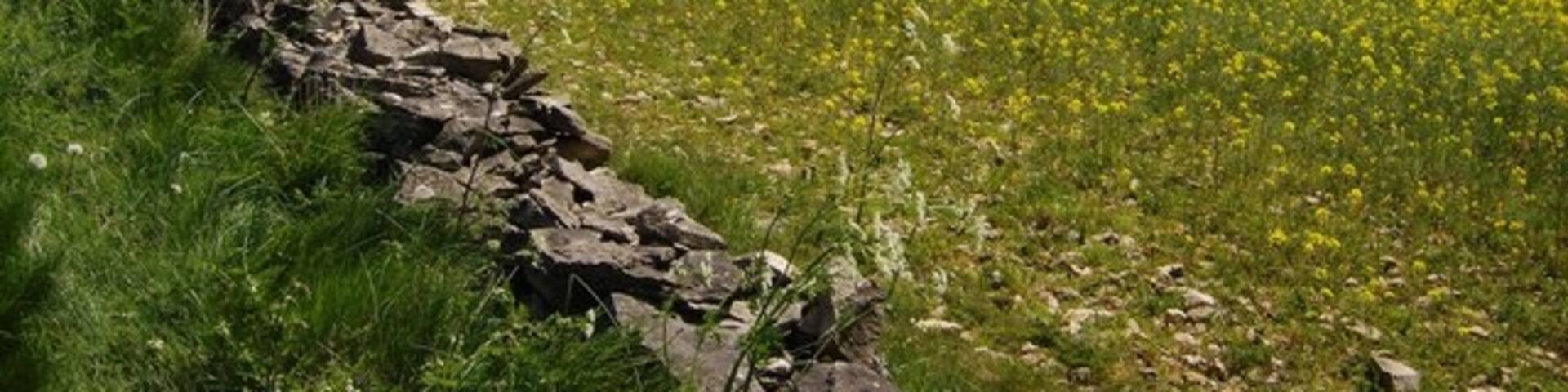 Rape above the tunnel Fields of rape between the minor road from Sapperton and the A419. The line of the Thames and Severn canal tunnel runs underneath this field. Hailey Wood in the distance.