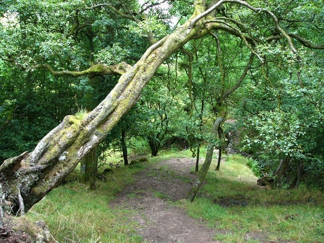 Billede "Low Abbotside" af Chris Gunns (CC BY-SA) / beskåret fra det originale billede