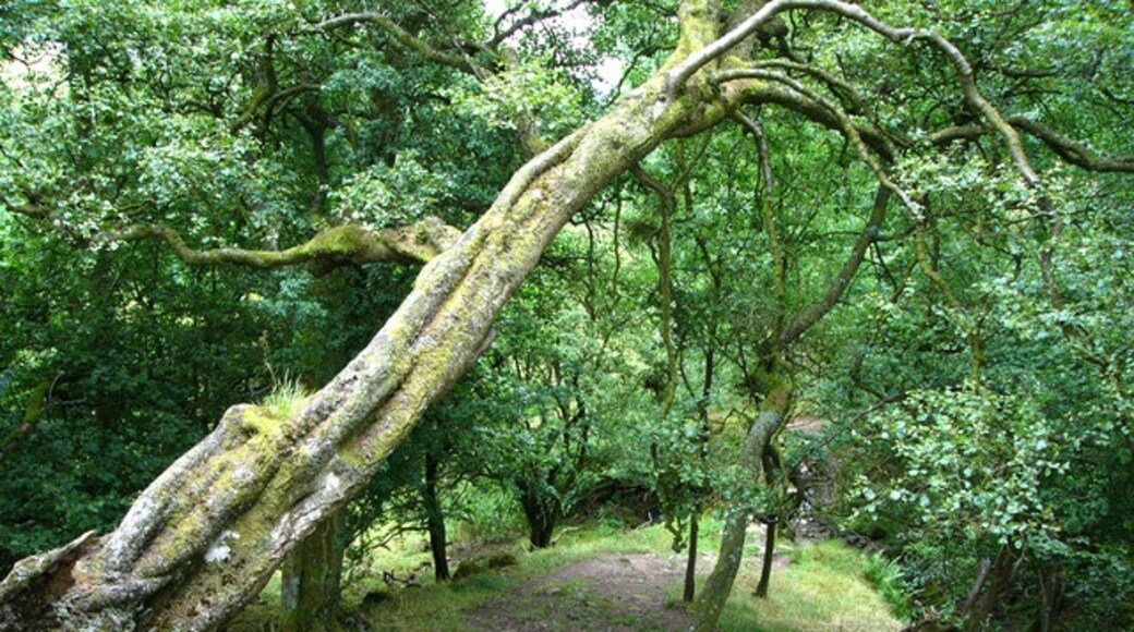 Billede "Low Abbotside" af Chris Gunns (CC BY-SA) / beskåret fra det originale billede