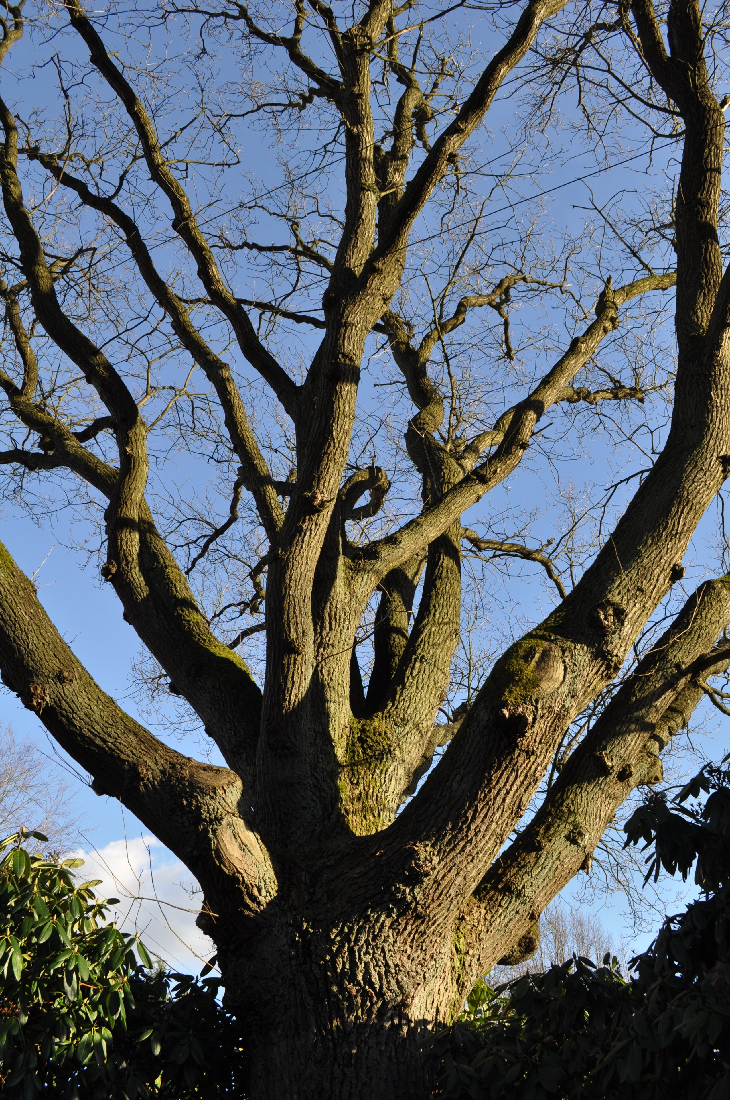Kuva ”Lemsahl-Mellingstedt” käyttäjältä Ajepbah (CC BY-SA) / rajattu alkuperäisestä kuvasta