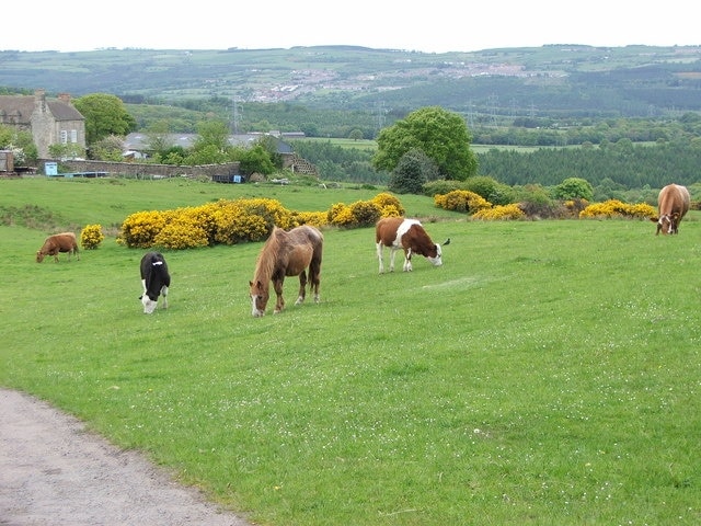 Grazing Livestock. in the fields surrounding Pontop Hall Farm