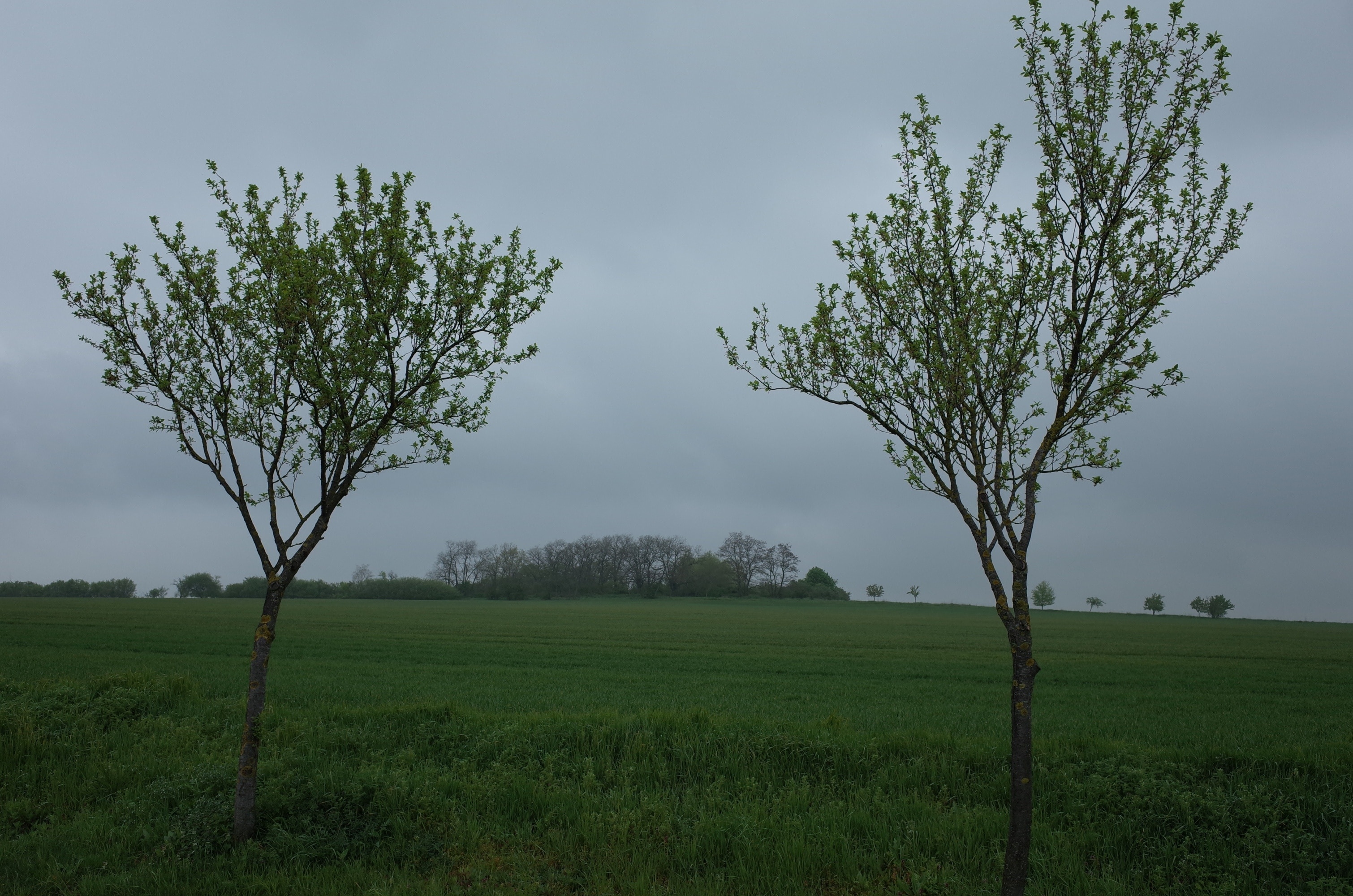 Foto "Osternienburger Land" de M_H.DE (CC BY-SA) / Recortada do original