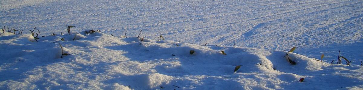 Photo "Pestkrueze Emmingen" by Eduardo Manchon (Creative Commons Attribution-Share Alike 3.0) / Cropped from original
