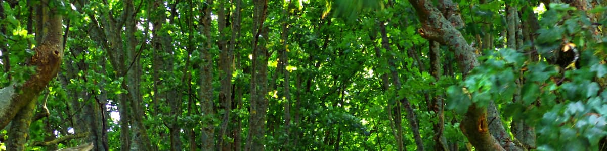 Photo "Trees" by Alexander Reuss (Creative Commons Attribution 3.0) / Cropped from original