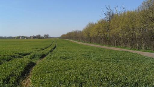 Photo "Wood Walton" by Tim Heaton (CC BY-SA) / Cropped from original