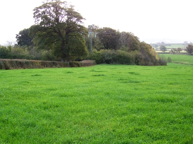 Field and woodland near Beer Hacket The footpath to Yetminster crosses the field to the corner of Tibble's Copse.