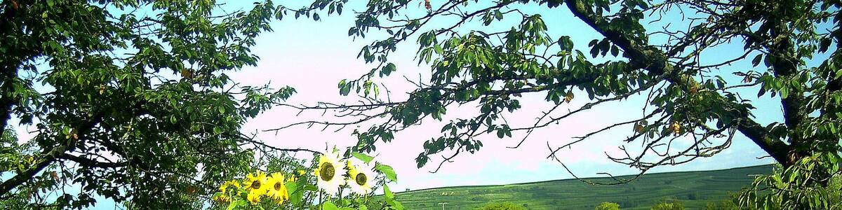 Photo "August 2014 Bischoffingen" by pictures Jettcom (Creative Commons Attribution 3.0) / Cropped from original