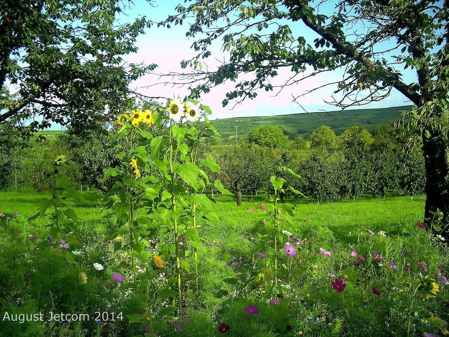 August 2014 Bischoffingen