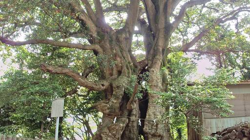 Largest Elaeocarpus sylvestris in Japan. Located in Hihayo-Ten-jinja (Hihayo-ten Shrine), Ito city, Shizuoka prefecture, Japan.