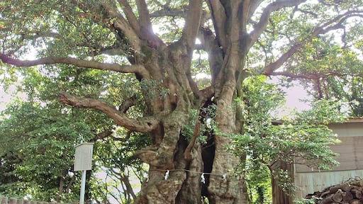 Largest Elaeocarpus sylvestris in Japan. Located in Hihayo-Ten-jinja (Hihayo-ten Shrine), Ito city, Shizuoka prefecture, Japan.