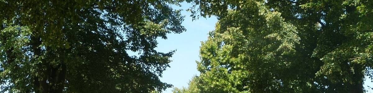 Photo "Allee" by Immanuel Giel (Creative Commons Attribution 3.0) / Cropped from original