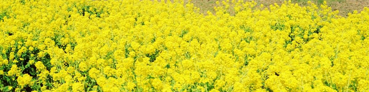 Photo "なぎさ公園" by takasumir (Creative Commons Attribution-Share Alike 3.0) / Cropped from original