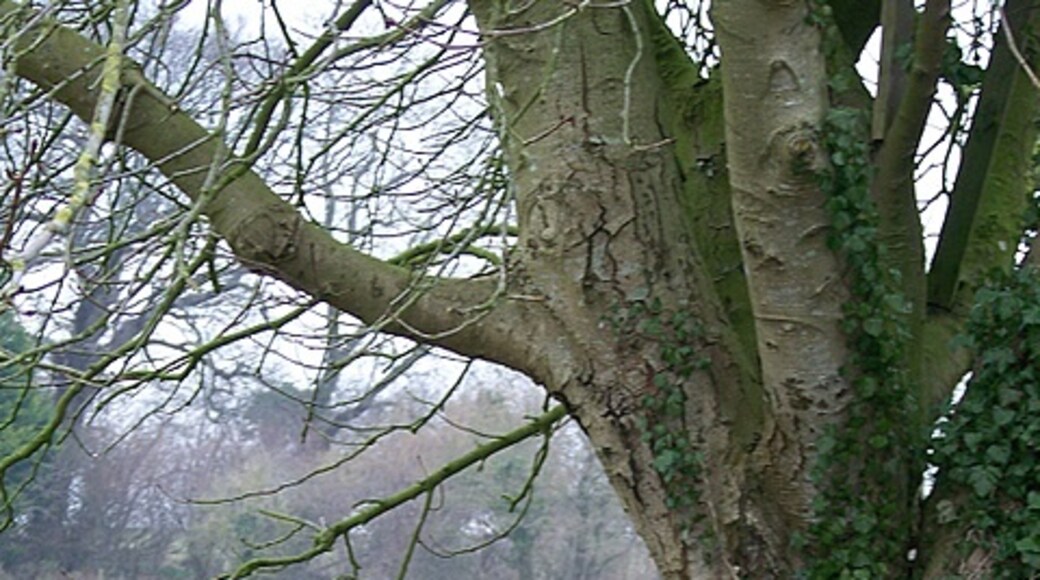 Photo "Tarrant Crawford" by Trish Steel (CC BY-SA) / Cropped from original