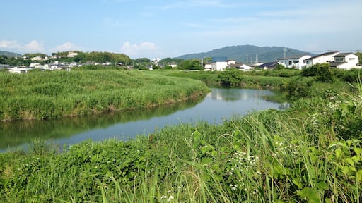 Kuva ”Oomura” käyttäjältä そらみみ (CC BY-SA) / rajattu alkuperäisestä kuvasta