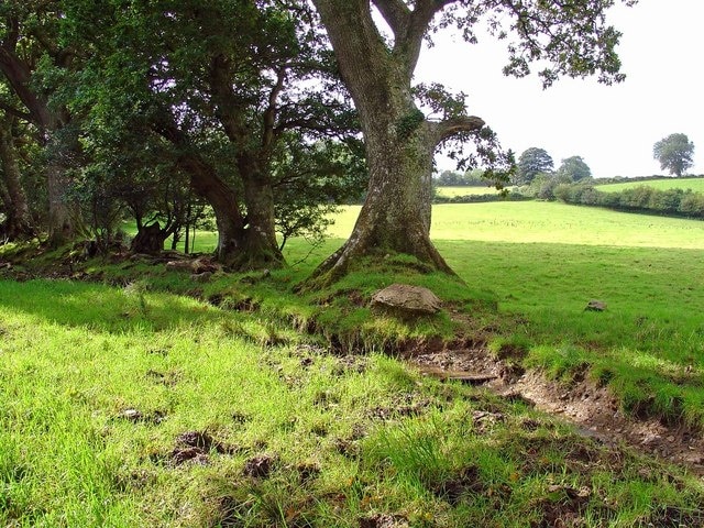 Pasture near Ty-gwyn, Lampeter Velfrey