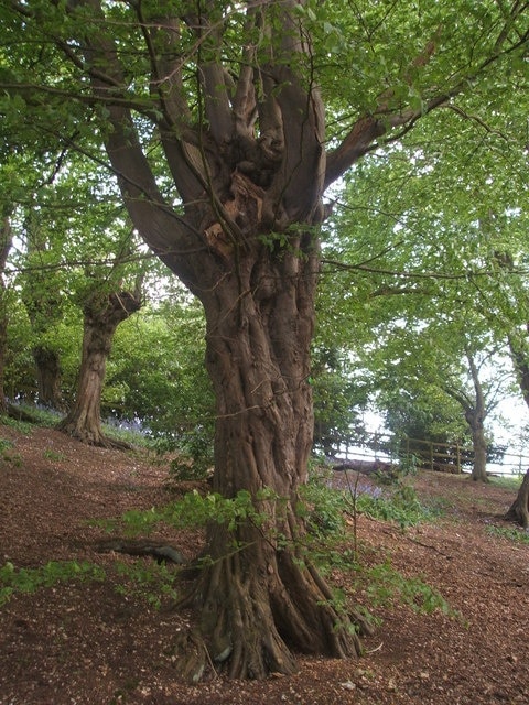 Old hornbeam pollard in the field south-east of Tewin Church There are about 25 veteran hornbeam pollards in a group here.