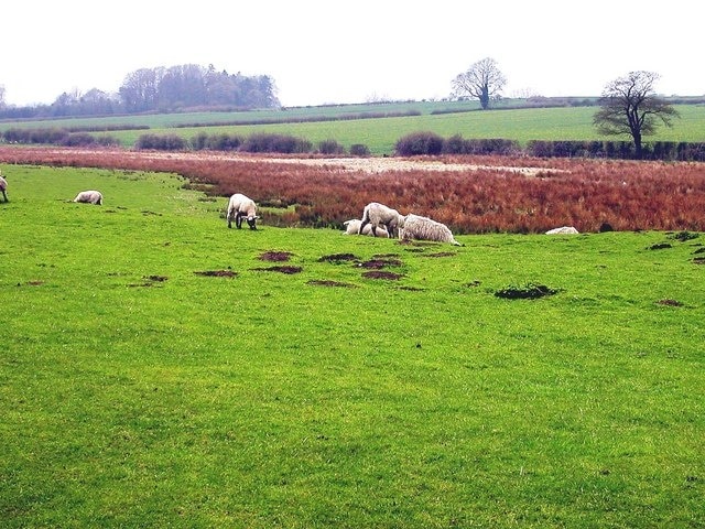 Ullesthorpe Sheep in marshy field west of old railway