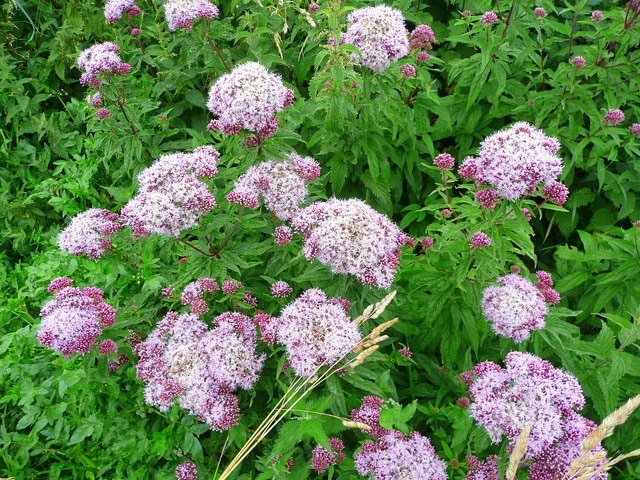 Hemp Agrimony, Eupatorium cannabinum No prizes for guessing what this stunning native wild flower is related to! Growing on the roadside of Deopham Road.