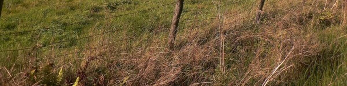 Photo "Pasture and Pylons at Bryngarn" by Mick Lobb (Creative Commons Attribution-Share Alike 2.0) / Cropped from original