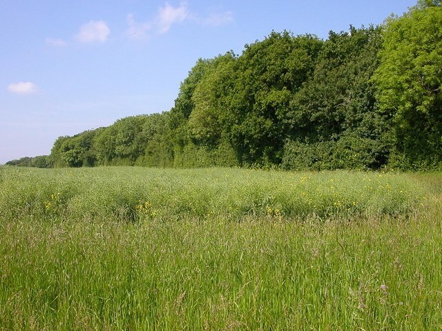 Billede "Wicken" af Ian Rob (CC BY-SA) / beskåret fra det originale billede