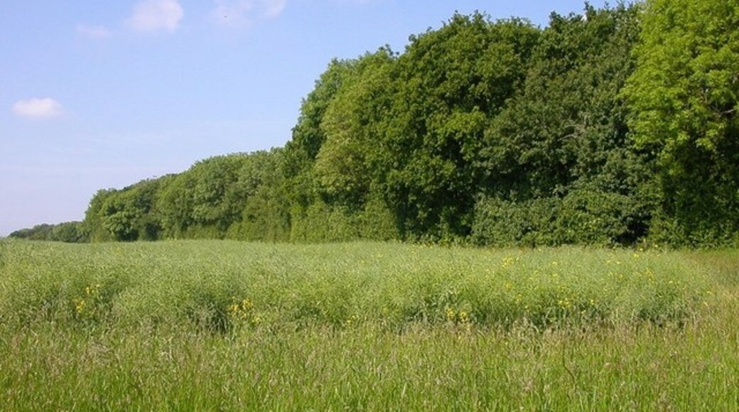 Photo "Wicken" by Ian Rob (CC BY-SA) / Cropped from original