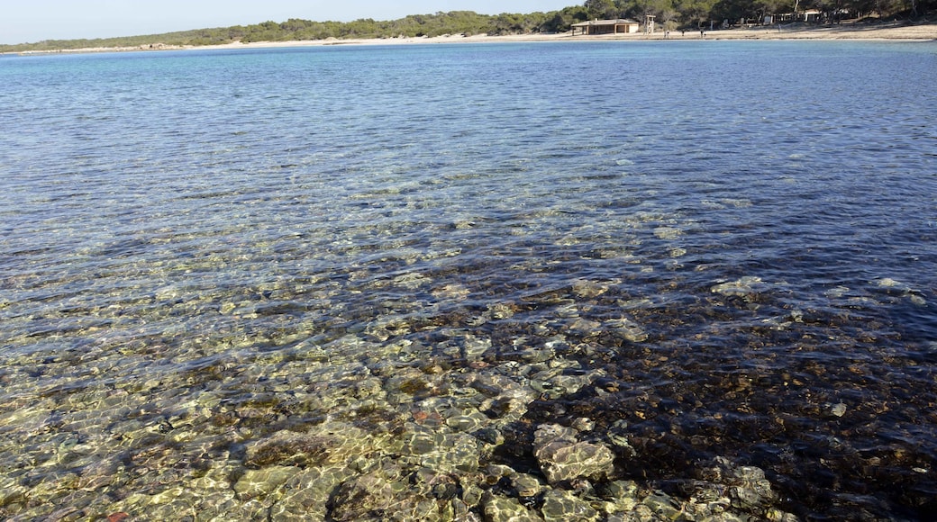 Foto "Playa D'es Moli de S'Estany" de mateu mulet (CC BY) / Recortada de la original