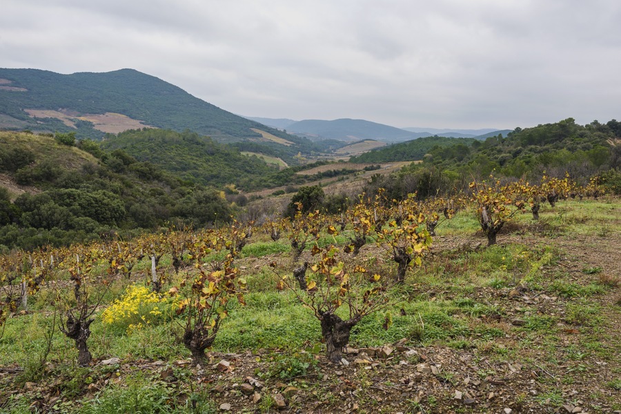 Vineyards in the commune of Berlou, Hérault, France.