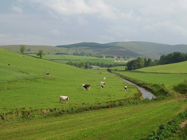 Cattle. Holstein Friesians beside the Tarth Water. Piked Stane Hill in the distance.