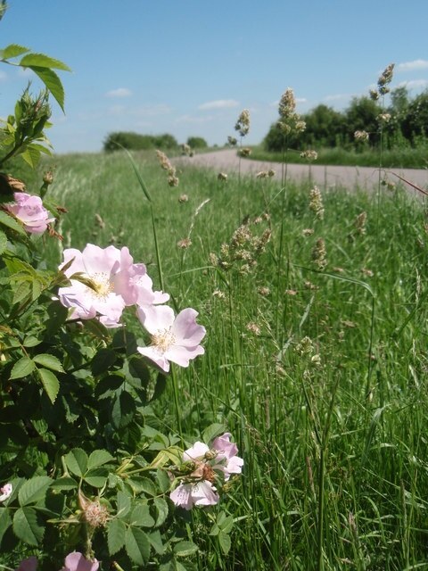 Foto „Glatton“ von Michael Trolove (CC BY-SA)/zugeschnittenes Original