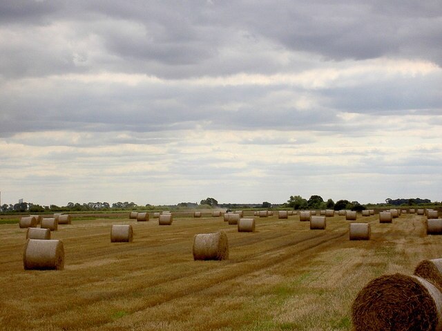 Foto “Barmby en el Pantano” tomada por Steve F (CC BY-SA); recorte de la original