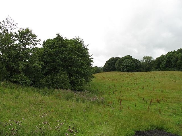 Thistly field, Cothercott Grassland near Pulverbatch, the northern edge of the Shropshire Hills.