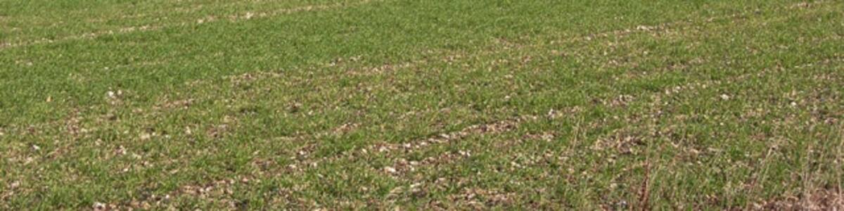 Photo "Clump below Down Barn Showing a corner of Newfield Copse." by Andrew Smith (Creative Commons Attribution-Share Alike 2.0) / Cropped from original