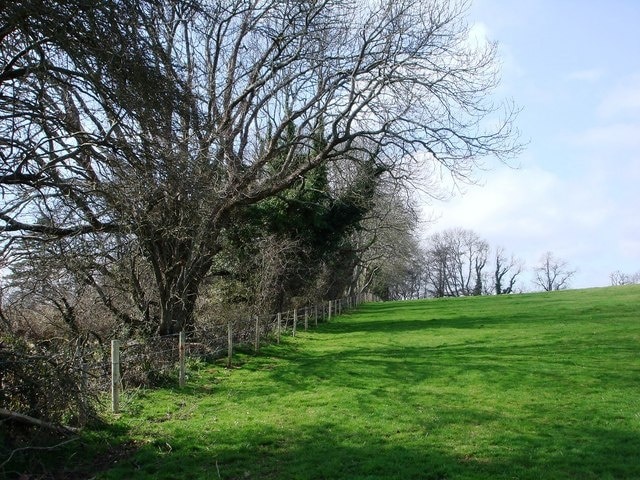 Trees near Manor Farm, Galmpton Creek The field to the north of the Creek through which the public footpath runs, has some fine natural features