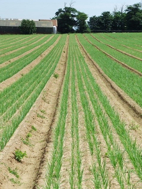 Green Onions A field of onions near to Lower Falkenham Suffolk.