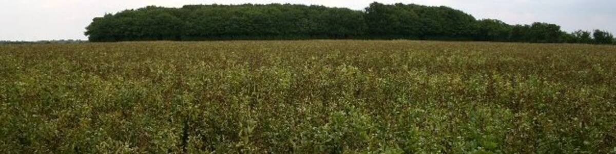 Photo "Denham Thicks. Looking east across a grid square that is difficult to access and with few discernible features. The crop is beans." by Bob Jones (Creative Commons Attribution-Share Alike 2.0) / Cropped from original